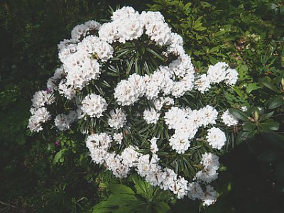 Rhododendron_roxieanum_var._oreonastes_2_fars_2008.jpg