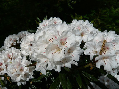 Rhododendron_roxieanum_var._oreonastes_3_fars_2008.jpg
