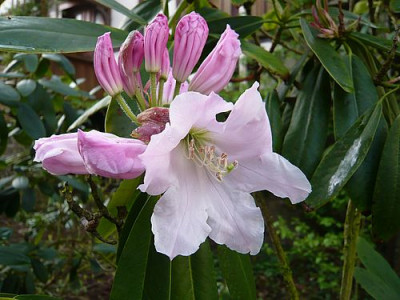 Rhododendron_houlstonii_fars_2008.jpg