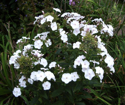 Phlox Anne.jpg