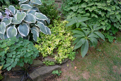 Lamium-Aureum-Aug1822_024_00001.jpg