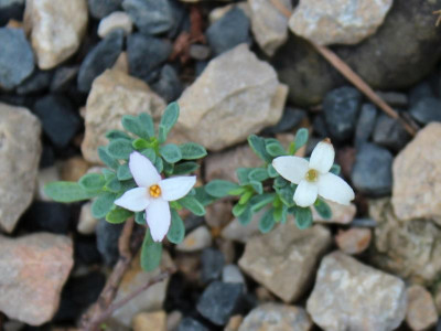 Daphne jasminea22-7.jpg