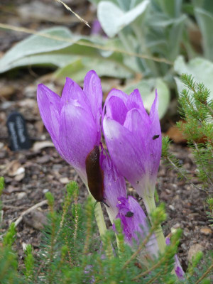 2022-08-18 Colchicum 1.jpg