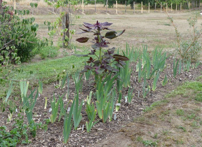 2022-08-18 Iris 1.jpg
