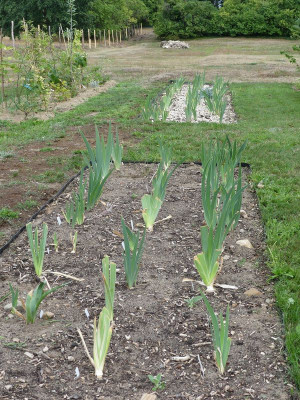 2022-08-18 Iris 2.jpg