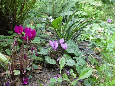 2022-08-18 Cyclamen purpurascens 1.jpg