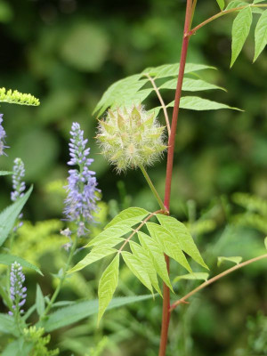 2022-08-18 Glycyrrhiza yunnanensis 1.jpg