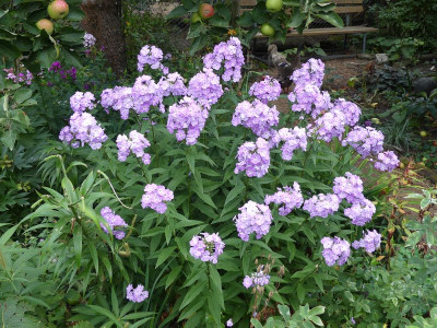 2022-08-18 Phlox Sämling.jpg