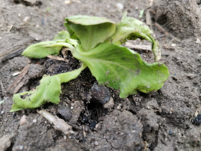 Salat Regenwurmopfer.jpeg
