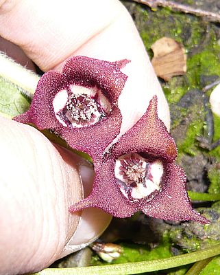 Asarum_canadense_fars_2008.jpg