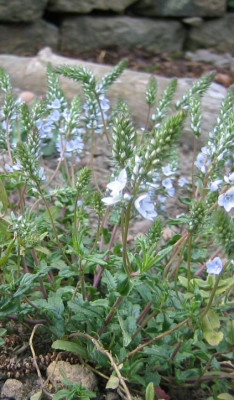 Nepeta_nervosa_20080502.jpg