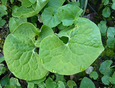 Asarum_canadense_2_fars_2008.jpg