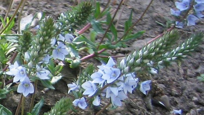 Nepeta_nervosa_20080502_02.jpg