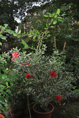 H.Cooperii20220819purDSC_0896.jpg
