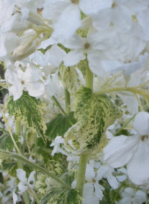 lunaria.jpg