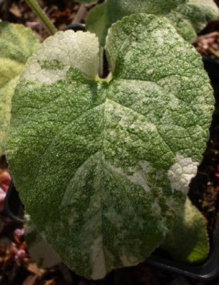Phlomis_rus._Mosaic.jpg
