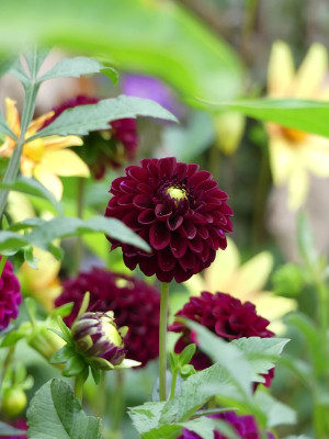 2022-08-19 Dahlia 1.jpg