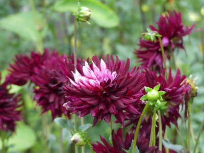2022-08-19 Dahlia 2.jpg