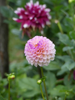 2022-08-19 Dahlia 3.jpg