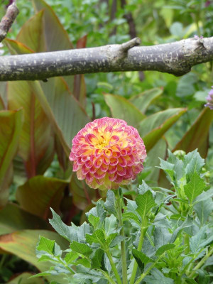 2022-08-19 Dahlia 4.jpg