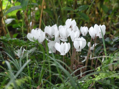 2022-08-19 Cyclamen hederifolium 1.jpg