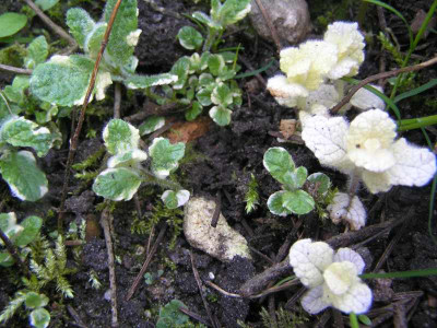 ananasminzemai08.jpg