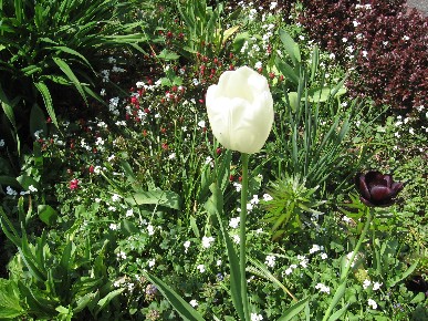 Tulpe_1.JPG