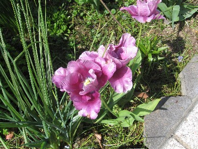 Tulpe_2.JPG