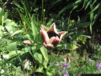 Tulpe_3.JPG