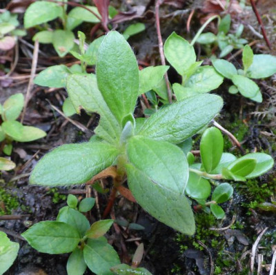Cistus laurifolius 'Aug 22.jpg