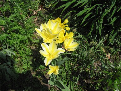 Tulpe__4.JPG
