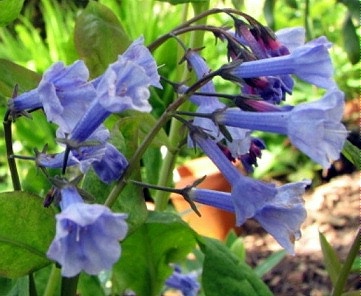 02.05.08_1165_mertensia_pulmonarioides_70_2.jpg