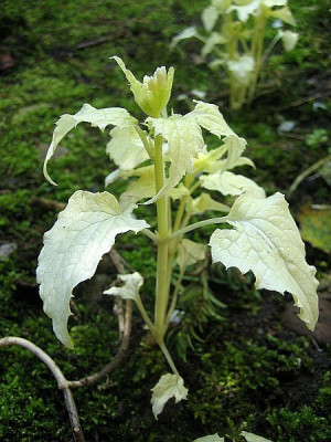 Lunaria_Albinosamling_93761.jpg