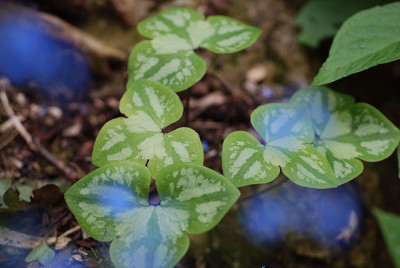hepatica_nobilis_marmoriert_08.jpg