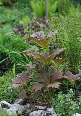 rodgersia_pod_rot_08.jpg