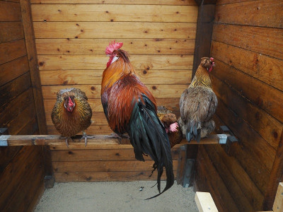 Althühner 21.8.22 ue.JPG