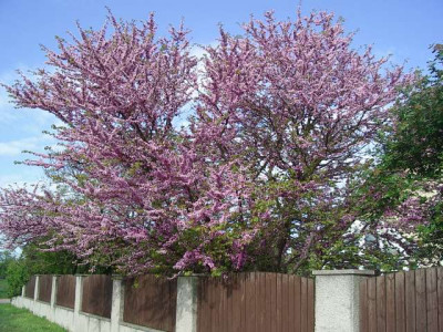 cercis_judasbaum.jpg