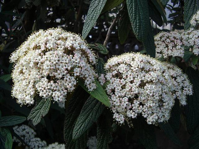 viburnum_rhytidophyllum.jpg