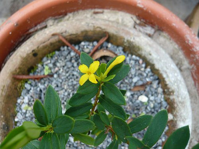 Daphne_aurantiaca_fars_2008.jpg