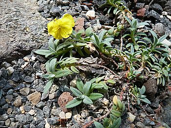 Helianthemum_spec._Tuerkei_fars_2008.jpg