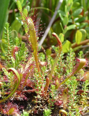 Drosera linearis 18.8.22b.jpg