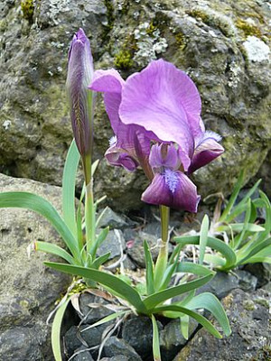 Iris_attica_fars_2008.jpg