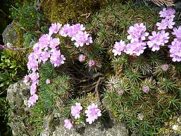 Armeria_cespitosa_fars_2008.jpg