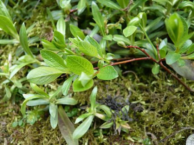 Salix_myrtifolia_fars_2008.jpg