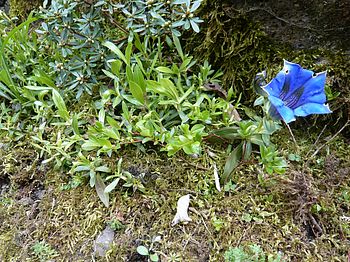Salix_myrtifolia_2_fars_2008.jpg