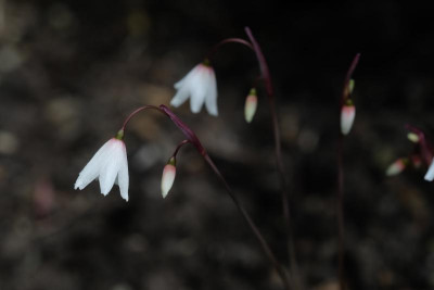 DSCF6817.JPG