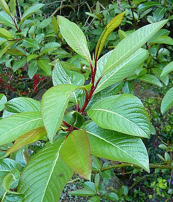 Salix_moupinensis_2_fars_2008.jpg