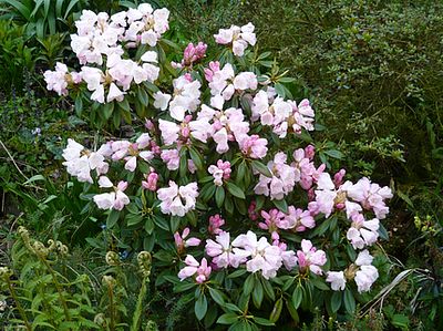 Rhododendron_anwheiense_fars_2008.jpg