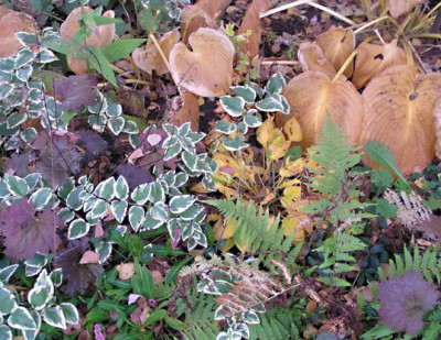 herbst_im_schatten.jpg