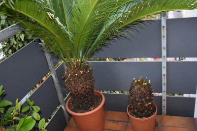 cycas 004.JPG